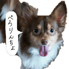 [LINEスタンプ] チワワの与作