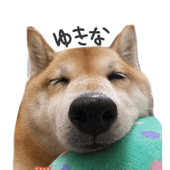 [LINEスタンプ] 柴犬ゆきな 実写版