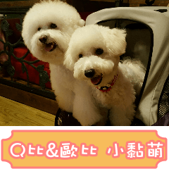 [LINEスタンプ] Bichon Frise~Q bi ＆ O bi