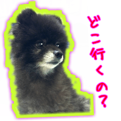 [LINEスタンプ] 黒ポメゆきち