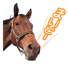 [LINEスタンプ] 大阪弁をしゃべる馬のスタンプの画像（メイン）