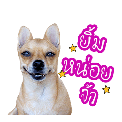 [LINEスタンプ] Money Dog[fat]の画像（メイン）