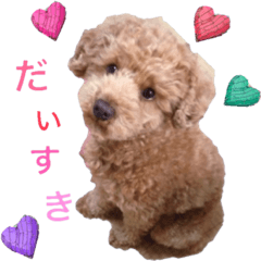 [LINEスタンプ] Toy poodle Jam's Stickerの画像（メイン）