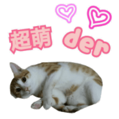 [LINEスタンプ] lucky cat cute for you