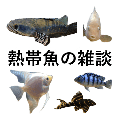 [LINEスタンプ] リアル熱帯魚スタンプコレクションの画像（メイン）