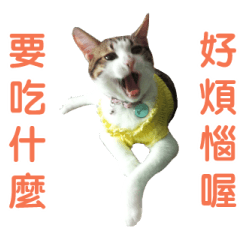 [LINEスタンプ] Real CAT.Chinese4