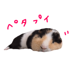 [LINEスタンプ] まだまだふくちゃんの毎日