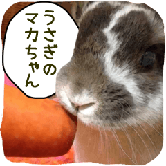 [LINEスタンプ] うさぎのマカちゃんの画像（メイン）