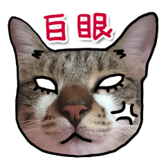 [LINEスタンプ] Dada wu is a catの画像（メイン）