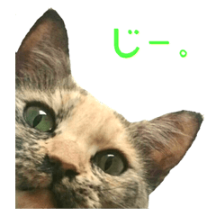 [LINEスタンプ] madara cat stickerの画像（メイン）