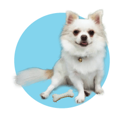 [LINEスタンプ] Shiro : A Lively Chihuahuaの画像（メイン）