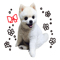 [LINEスタンプ] 実写フォト キュート犬ポメラニアンのコロの画像（メイン）