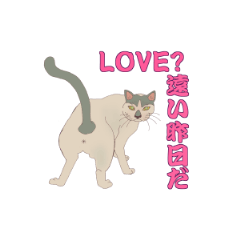 [LINEスタンプ] 野良猫八態