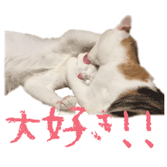 [LINEスタンプ] 茶白猫と三毛猫の写真スタンプ