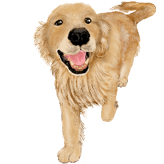 [LINEスタンプ] 優しい犬！ゴールデンレトリバーの画像（メイン）