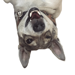 [LINEスタンプ] Suriya Dog
