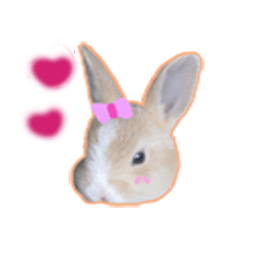 Lovely rabbit Alice