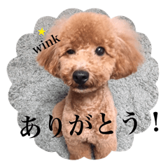 [LINEスタンプ] トイプードルの定番