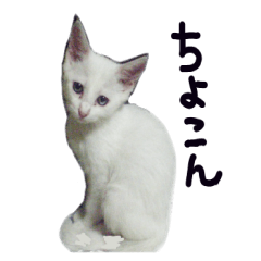 [LINEスタンプ] 白猫 子猫の シルバーリアルフォトの画像（メイン）
