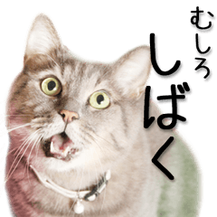 [LINEスタンプ] 関西弁リアル猫（写真2）の画像（メイン）