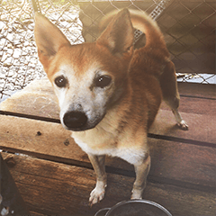[LINEスタンプ] Cute Shiba Inu DOG.