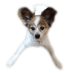 [LINEスタンプ] 中西家のわんこ「るるちゃん」♪