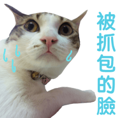 [LINEスタンプ] Real CAT.Chinese5