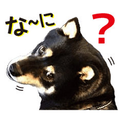 [LINEスタンプ] 黒柴ノアール