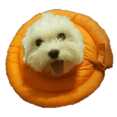 [LINEスタンプ] Babydog_pei