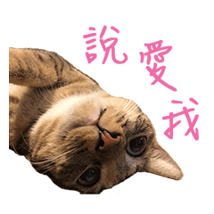 [LINEスタンプ] miao miao miao miao