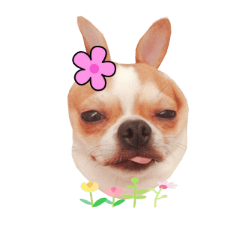 [LINEスタンプ] Doggy Dobby