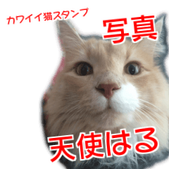 [LINEスタンプ] 天使はる 写真カワイイ猫スタンプ