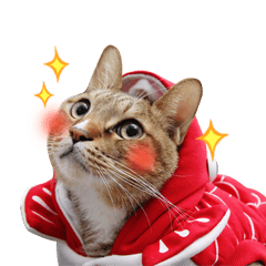 [LINEスタンプ] Moachi's World