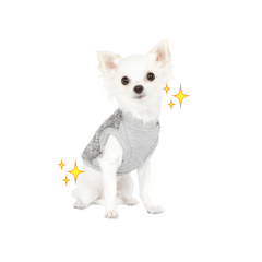 [LINEスタンプ] チワワのマレたん♪