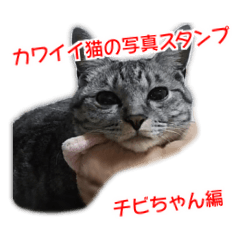 [LINEスタンプ] カワイイ猫の写真スタンプ チビちゃん編