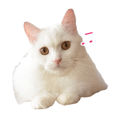 [LINEスタンプ] 白猫 アモルの日常