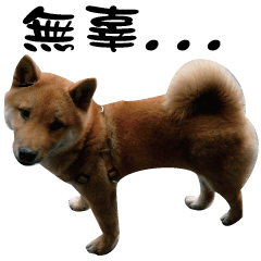 [LINEスタンプ] Little Shiba Inu