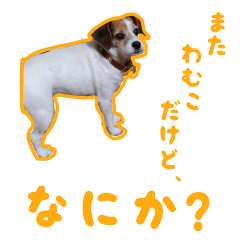 [LINEスタンプ] うちの「わむこ」2