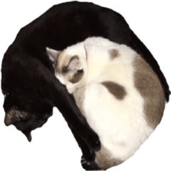 [LINEスタンプ] the normal cat ~LUNA＆NIGHT ver~