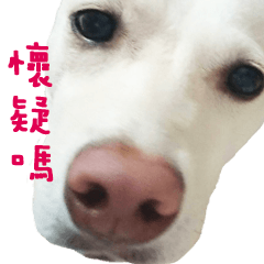 [LINEスタンプ] 台湾の犬の餅