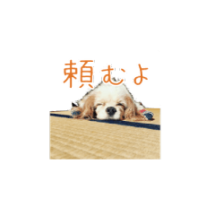 [LINEスタンプ] キャバリアスタンプ - ウィリーの生活