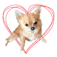 [LINEスタンプ] チワワのエブリデイ