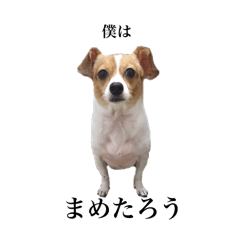 [LINEスタンプ] 僕はまめたろう。