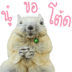 [LINEスタンプ] A little Squirrel2 Kwan ＆ Khingの画像（メイン）
