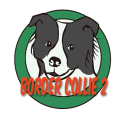 [LINEスタンプ] Border Collie Daily 2