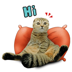 [LINEスタンプ] Happy scottish fold catの画像（メイン）