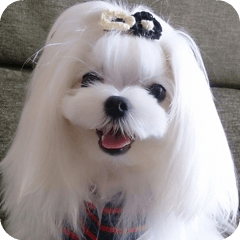 [LINEスタンプ] マルチーズ犬『COCO』の使えるスタンプ