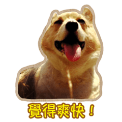 [LINEスタンプ] Corgi Bucky Says Hi ！