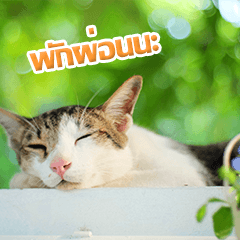 [LINEスタンプ] MOMONMeaw