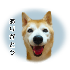 [LINEスタンプ] いろんなくるみ